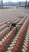 【写真】UAVを地上から撮影2